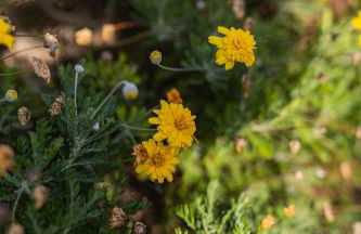 Luxury heated pool Villa - Foto 32