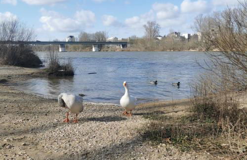 Chambre Jungle - Tout confort Saint Marceau - Foto 12