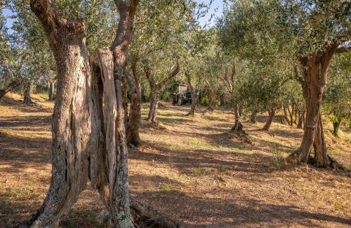 Villa in Tuscany with Pool and Olive Grove - Photo 38