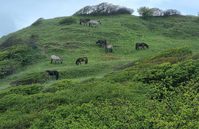 "Miona" - 725m from the sea - Foto 4