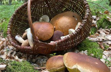 Calma House Ublik - Foto 33