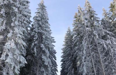 Schwarzwald Chalet Matti in Todtnauberg - Foto 76
