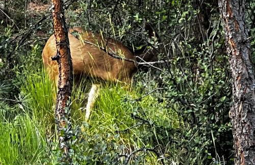 Misty Mountain Colorado - Foto 22