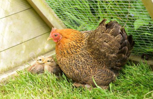 Colly Farm - Photo 33