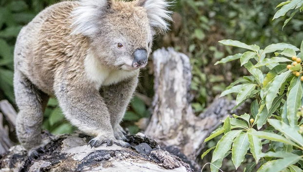 La Great Ocean Road e i 12 Apostoli - Tour di un'intera giornata - Foto 4