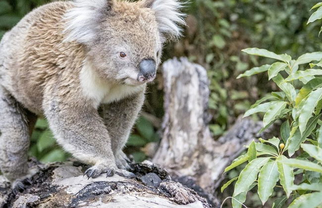 Grande Route Océanique et les Douze Apôtres - Excursion d'une Journée - Photo 4