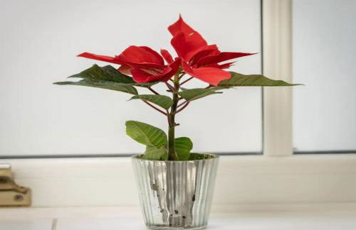 Pass the Keys Luxury 2 Bedroom Townhouse in Central St Albans - Photo 26