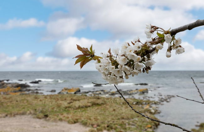 "Ensio" - 150m from the sea - Foto 5