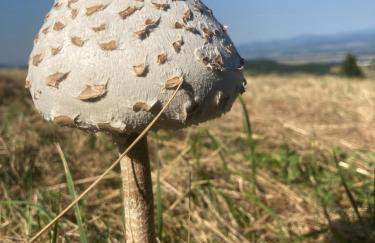 Dom Gościnny Zarembianka - Foto 67