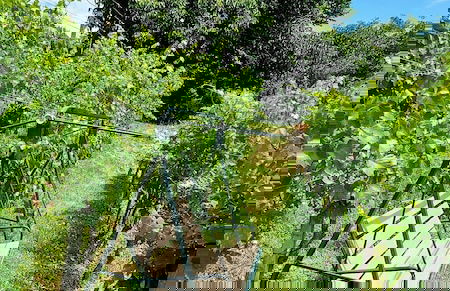 Vineyard cottage Verček - Photo 15