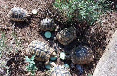 Apartments Jeličić - Foto 61