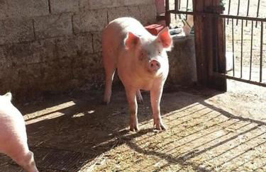 Agriturismo La Part - Foto 24