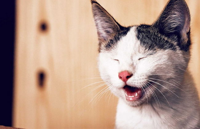 4 Person Holiday Home in Ucklum - Foto 3