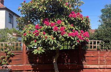 Palm House Lytham St Annes - Photo 22