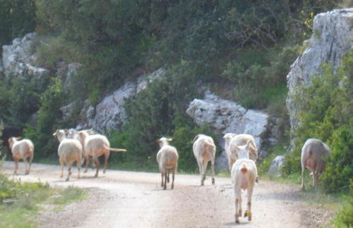 Sous les chênes - Photo 40