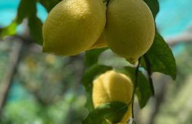 Il Giardino Dorato - Foto 79