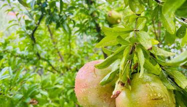 Apartments Irena - Foto 5, Garden