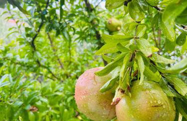 Apartments Irena - Foto 5