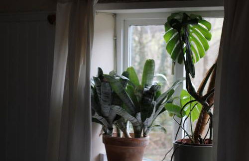 Pretty sunny cottage, Machynlleth - Photo 3