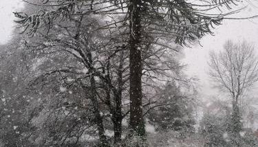 The Beeches - Foto 4