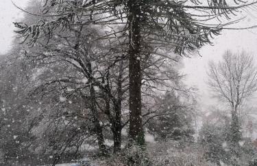 The Beeches - Foto 4