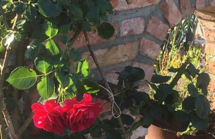 Ferienhaus Zillendorf - Foto 36