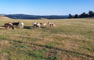 Les gîtes Estaou Treillo - Foto 45