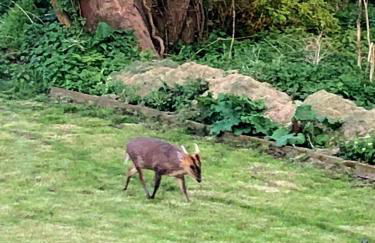 Woodland View Retreat - Luxury Stay, Endless Fun - Foto 54