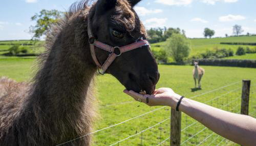 Garden View Apartment - Foto 2