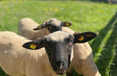 Ferienwohnung auf dem Bauernhof - Foto 7