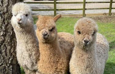 A space with amazing views and alpacas to enjoy - Foto 26