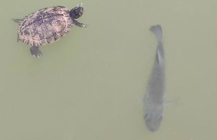 PARQUE DEL MEDITERRANEO - Photo 41