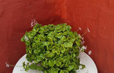 CASA GRANDE FINCA EL CALABRES - Foto 36