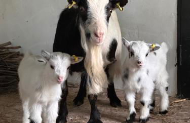 CRESSY HALL - Historic Grade II Listed Manor, Gorgeous Topiary Garden - Foto 6