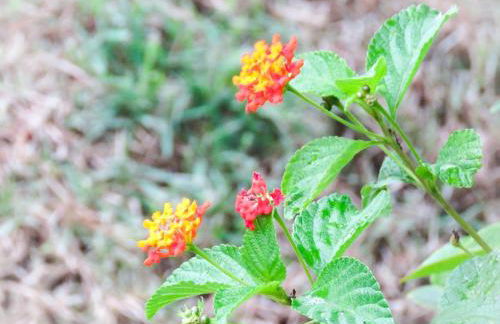 Pousada Águas de Ibiraquera Suite Master - Foto 32