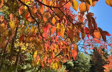 The Lily Pad Cabin, 19 Private Acres, Fire Pit - Foto 6