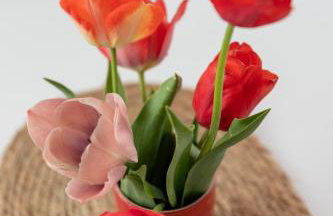 FeWo Aurora am Bodensee - Foto 20