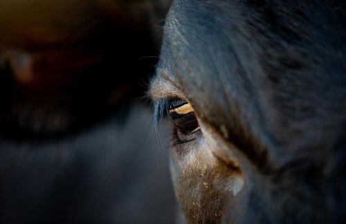 The Farm at Avebury - Foto 58