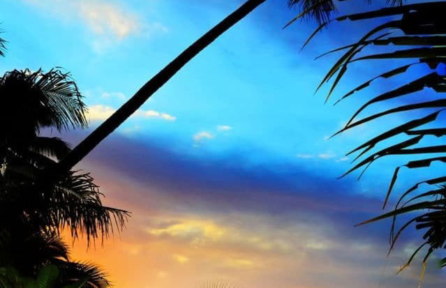 Taveuni Palms - Photo 64