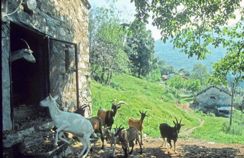 Agriturismo Al Marnich - Foto 24