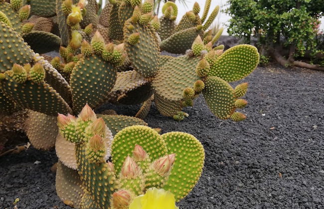 Casa del Erizo - Ecofinca - Foto 51