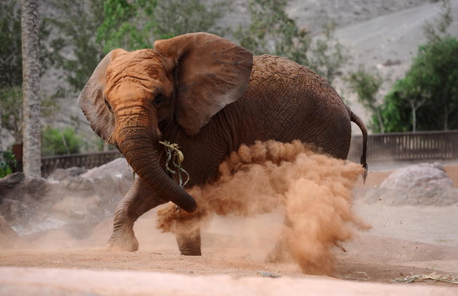 Oasis Wildlife Fuerteventura - Foto 8