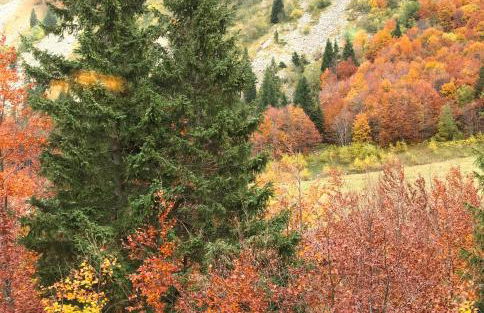 Val di Luce - Delizioso appartamento 6 posti letto - Accesso diretto alle piste da sci - Foto 26