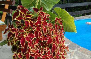 Apartman Mimi - Foto 11