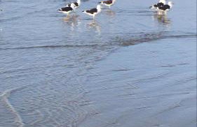 Casa na praia - Balneário Gaivotas - Foto 26