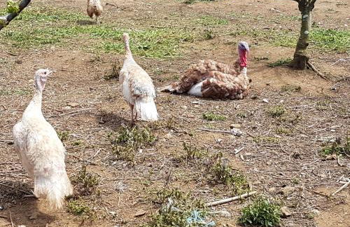 Quinta Rico - Photo 44