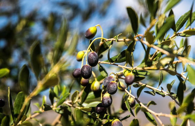 Village Lodge Paarl - Photo 38