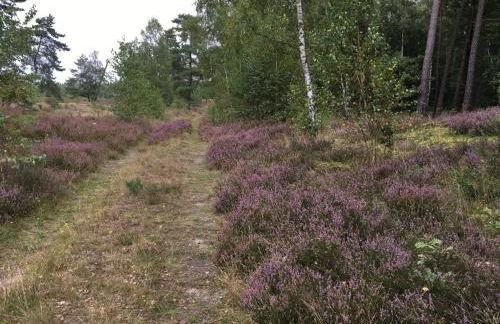 Ferienhof Timmerloher Heide - Foto 8