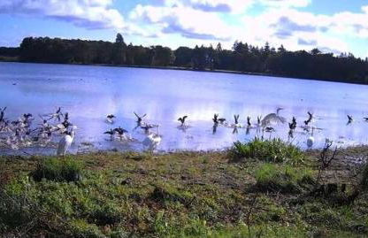 Grand gîte "Le gardien du château de Brocéliande", vue unique sur l'étang du Pas du Houx - Foto 22