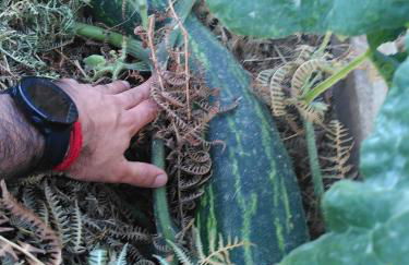 Sustainable Rural House La Lisa Dorada - Foto 31